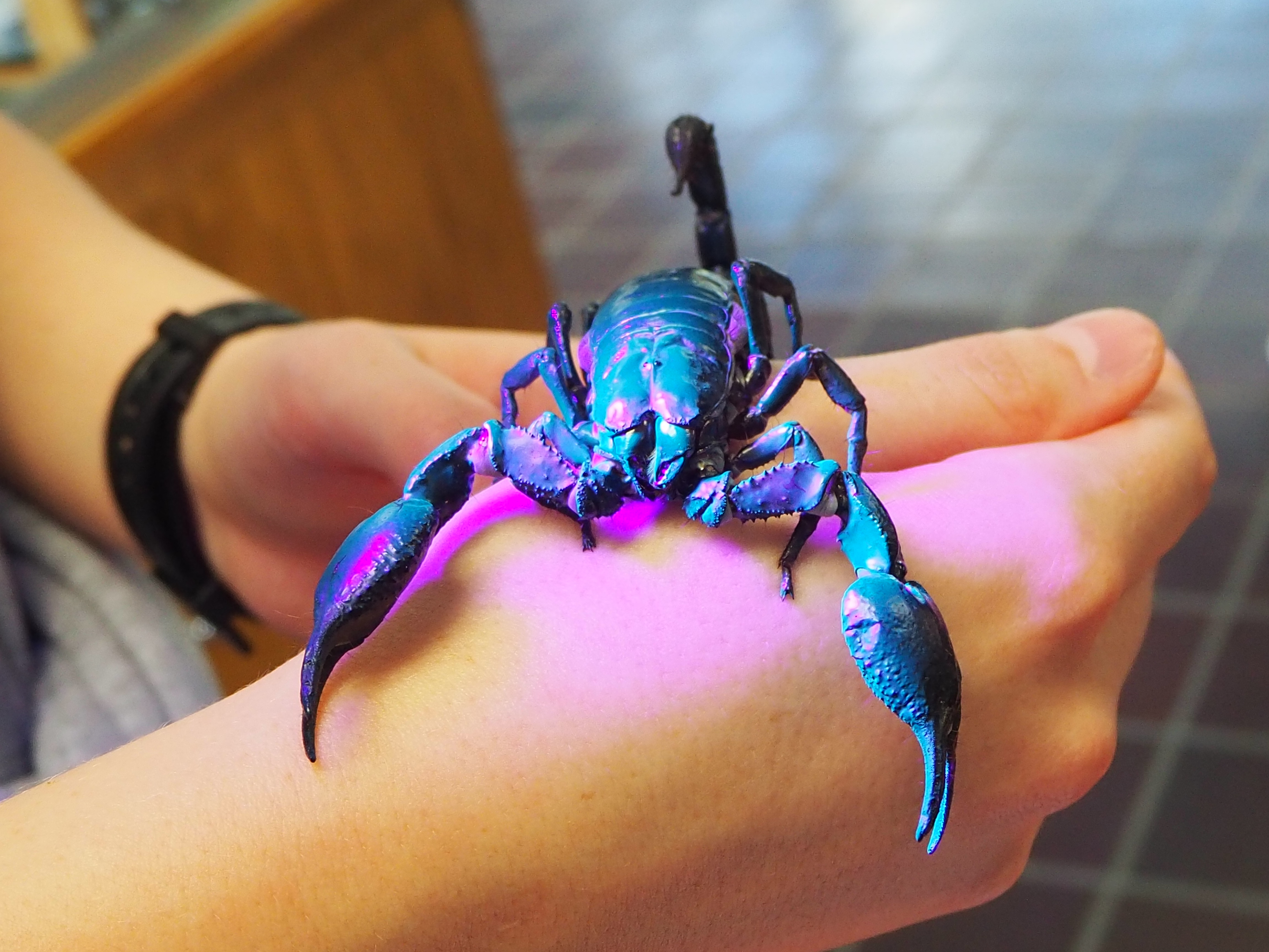 Photo of youth holding a scorpion 