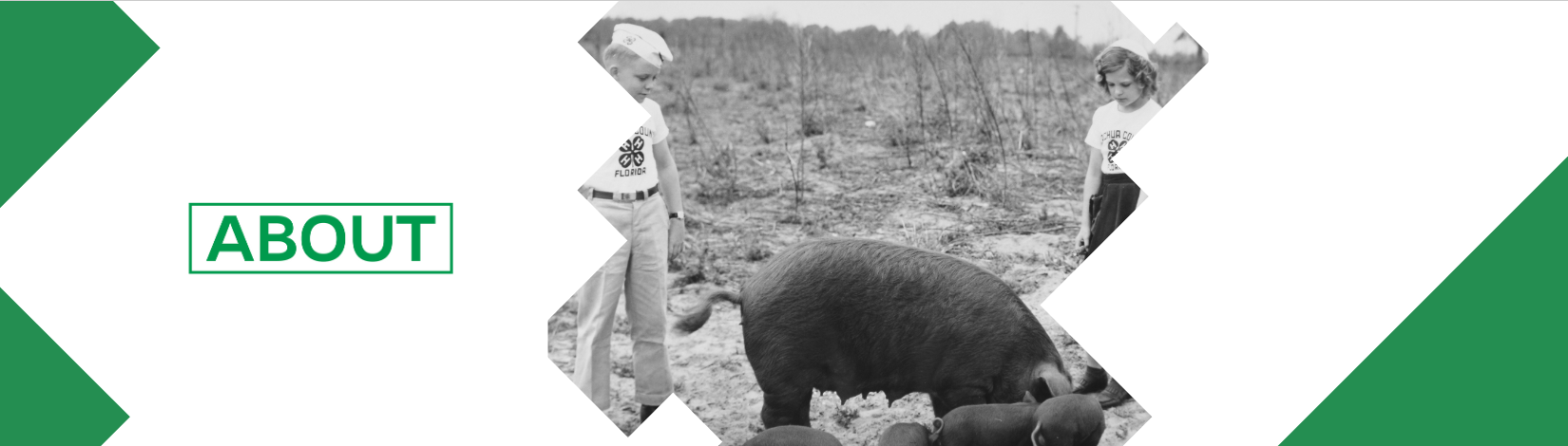 Two Florida 4H kids in a field with pigs.