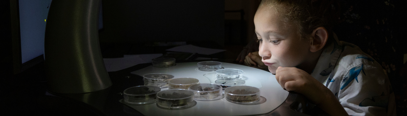 Banner Image of youth looking at insects in a petri dish